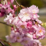 しだれ桜（写真）