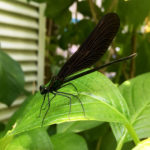 羽黒蜻蛉（写真）