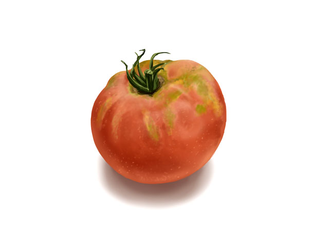 トマトを収穫しました