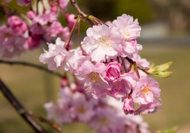 しだれ桜（写真）