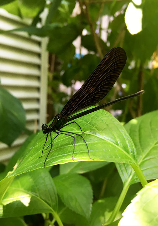羽黒蜻蛉（写真）